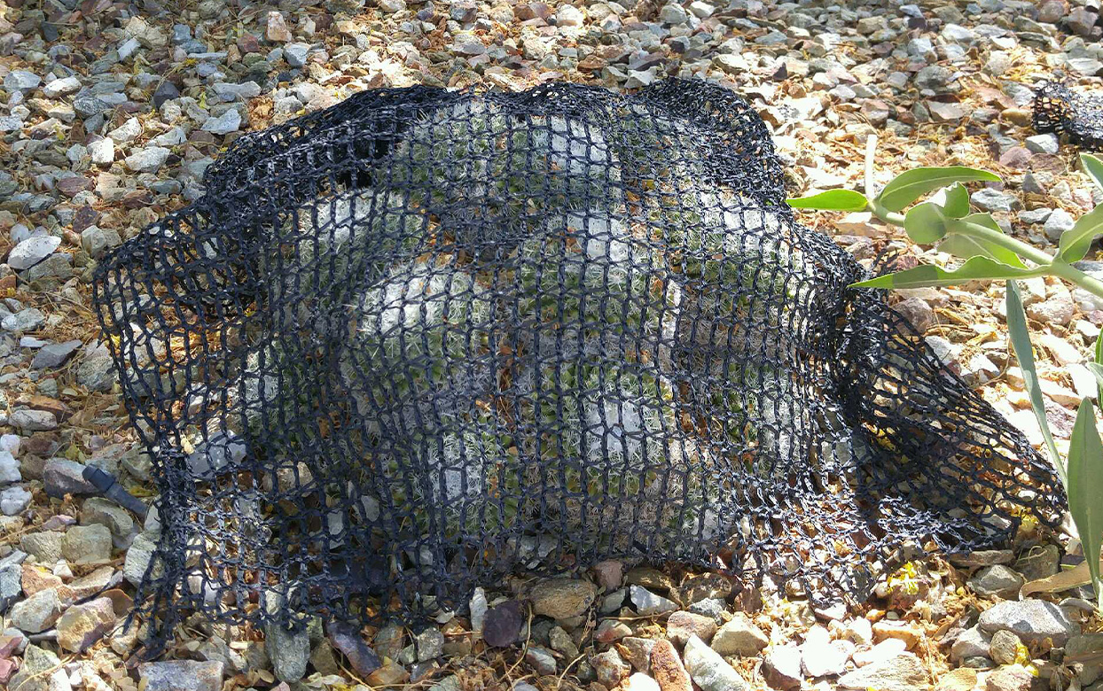 Plant Care Tips During Extreme Heat Wave Desert Botanical Garden