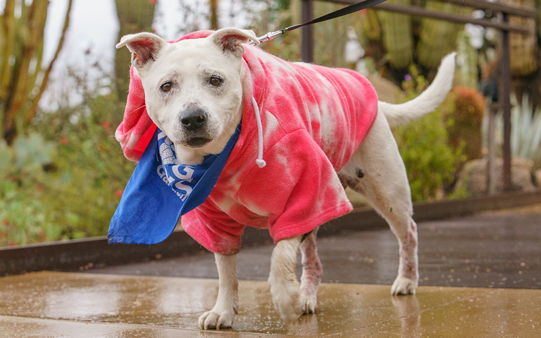 Dog Days at the Garden Desert Botanical Garden