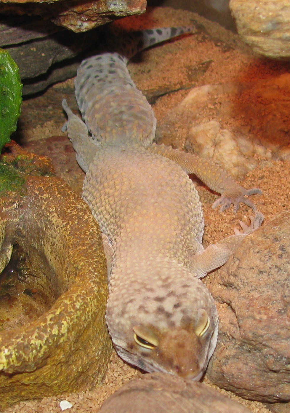 leopard gecko « dbhewitt's My World of Stuff