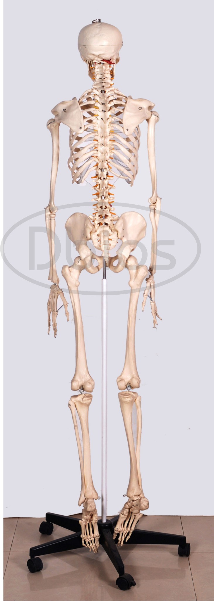 Skeletons & Bones For Classes, Not Masses