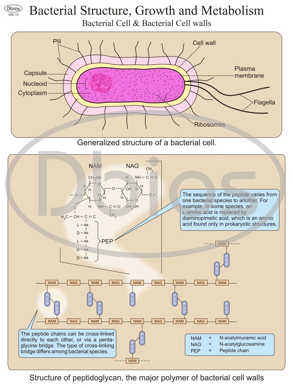 Microbiology Charts Pioneers For Classes, Not Masses