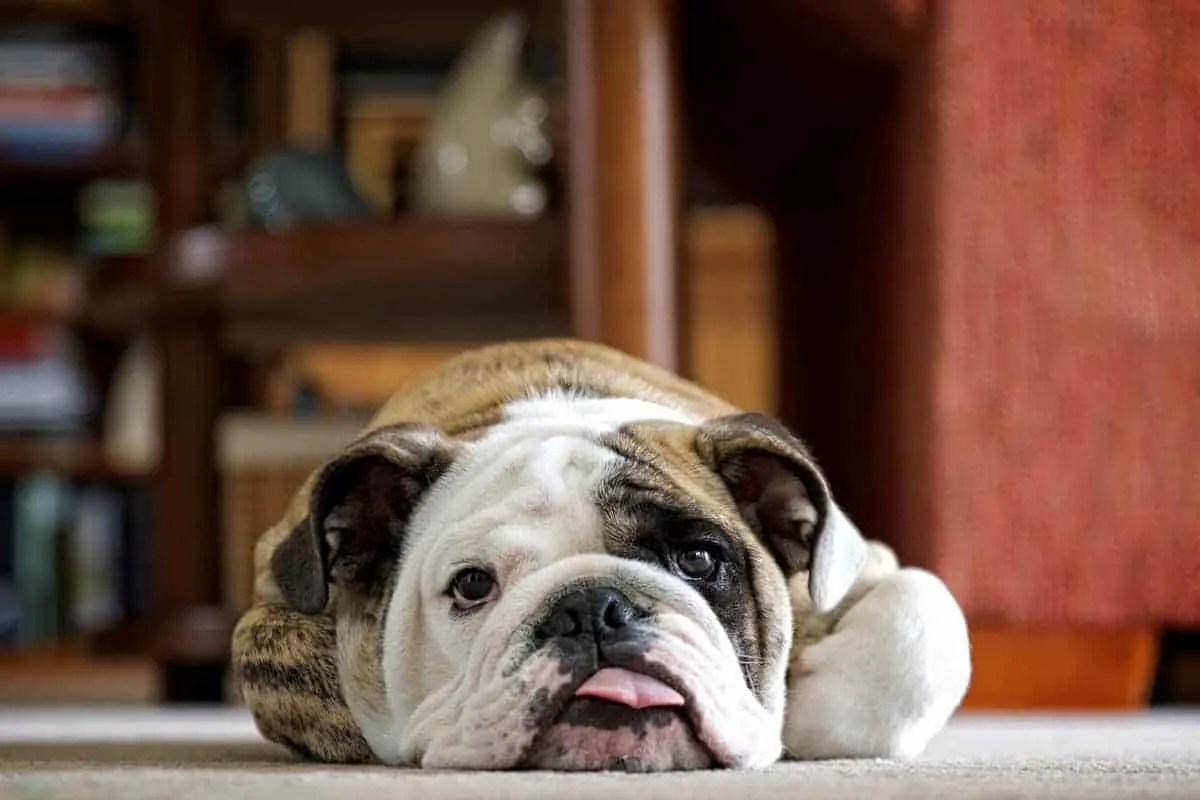 Why Are English Bulldogs So Expensive
