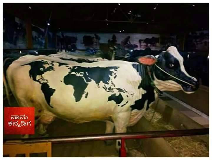 World Map On Cow [SPAM] Cow With World Map On Its Body Check4Spam