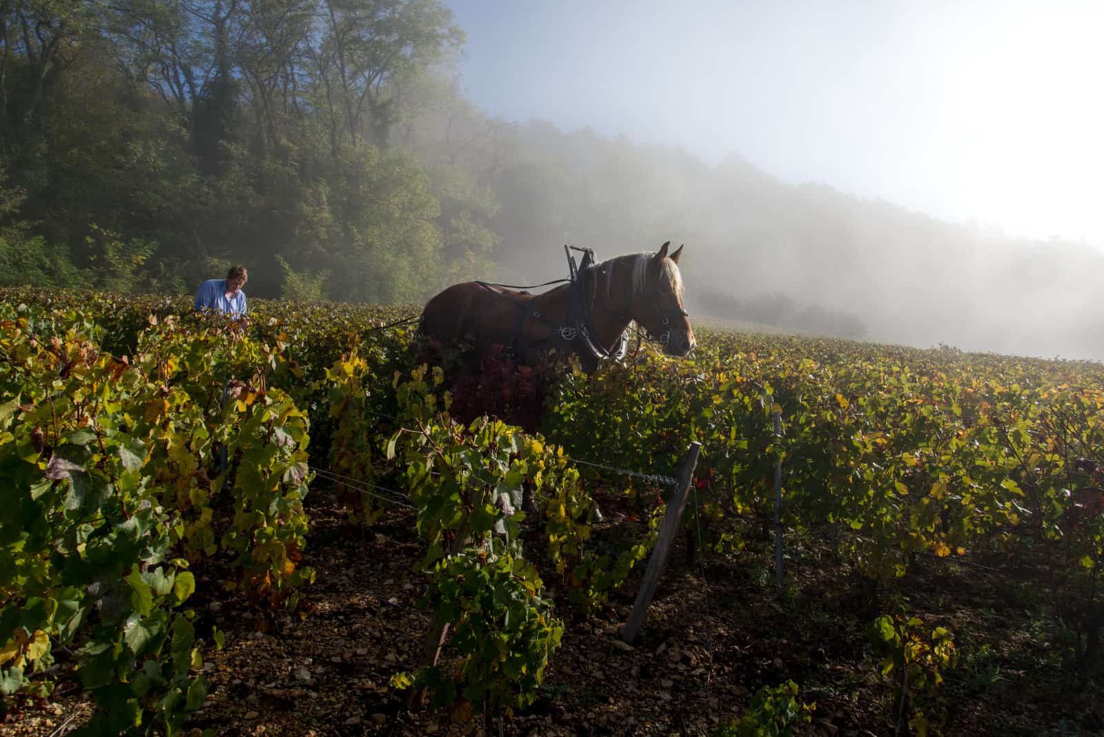 Land Auction +/ 100 Acres offered in 4 Tracts Will County