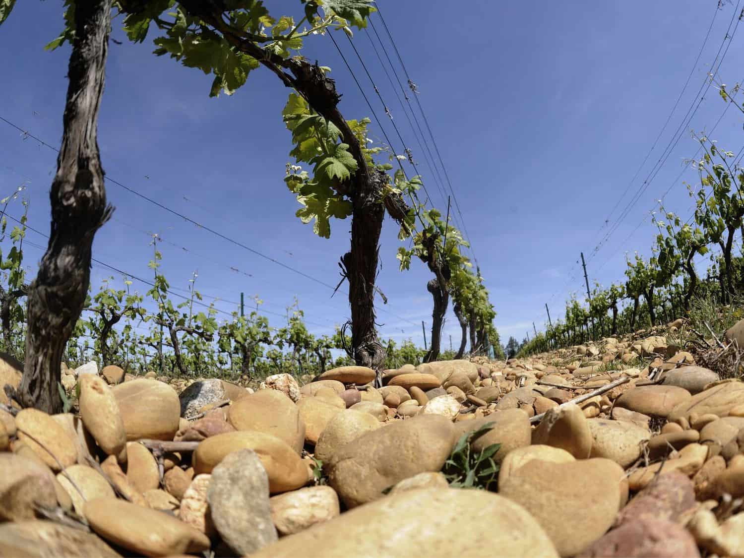 Château Mourgues du Grès D.B. Wine Selection Inc