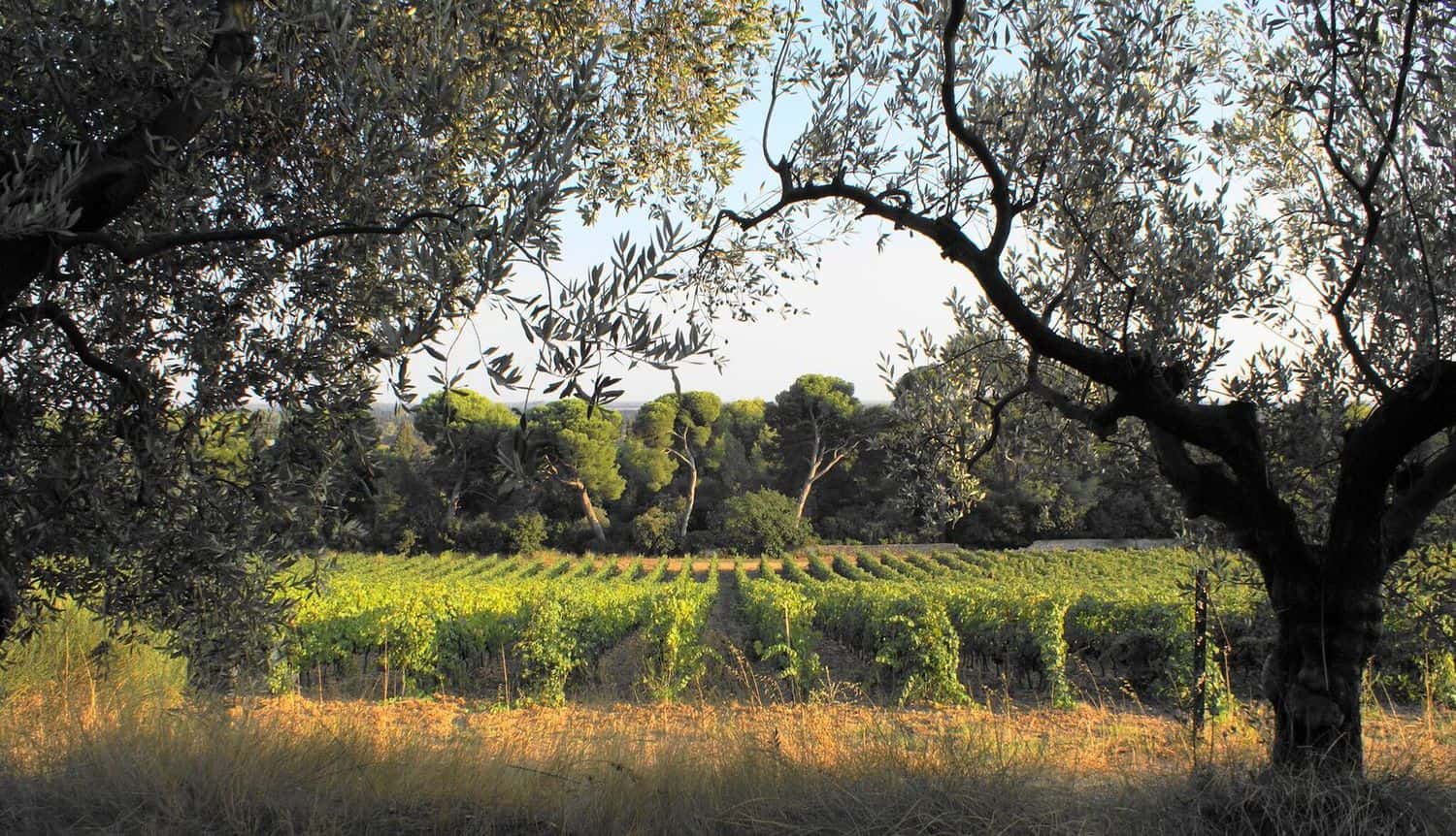 Château Mourgues du Grès D.B. Wine Selection Inc