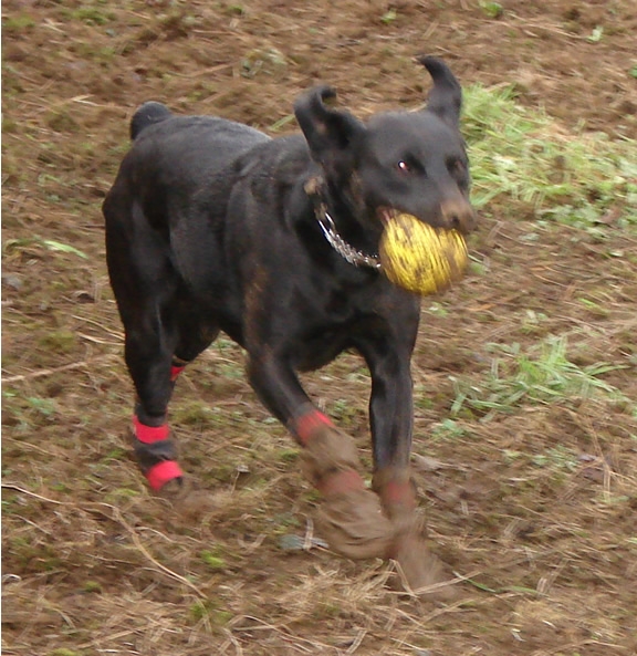 Dog Boots Labradors Forums