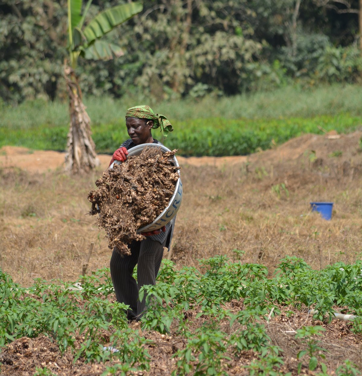 Scientists want to climatesecure vegetable production in Ghana