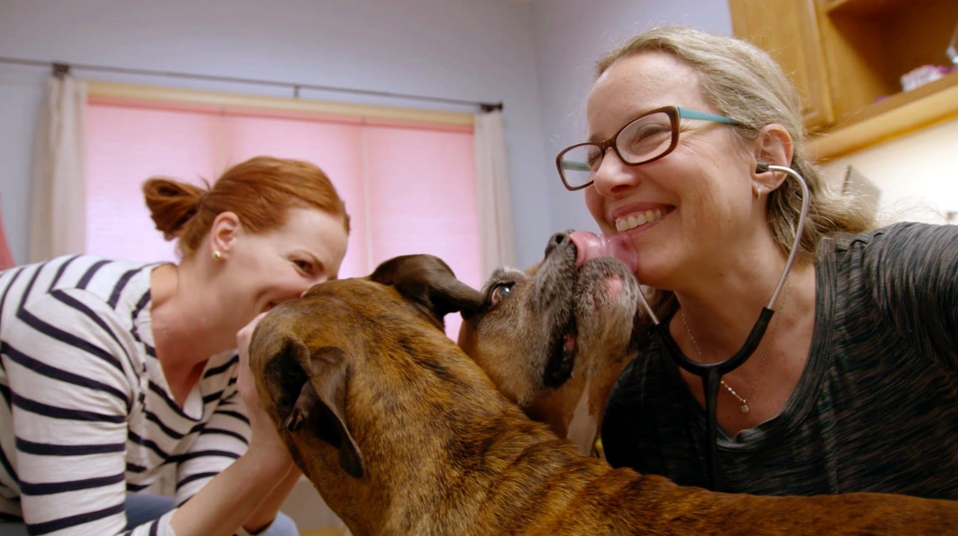 Dog Doc Watch Now DCEFF