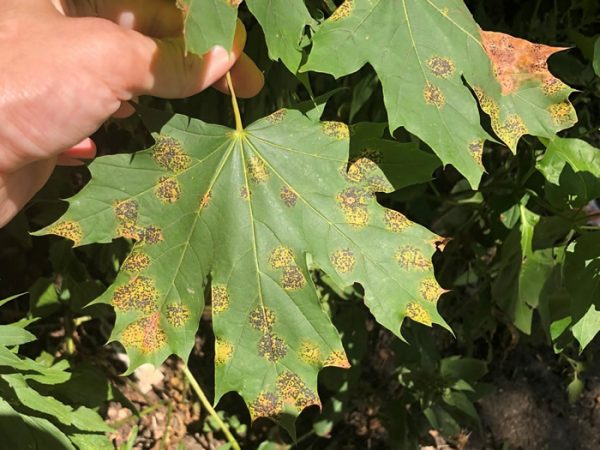 Unsightly black spots on maple leaves won’t harm trees DuPage County