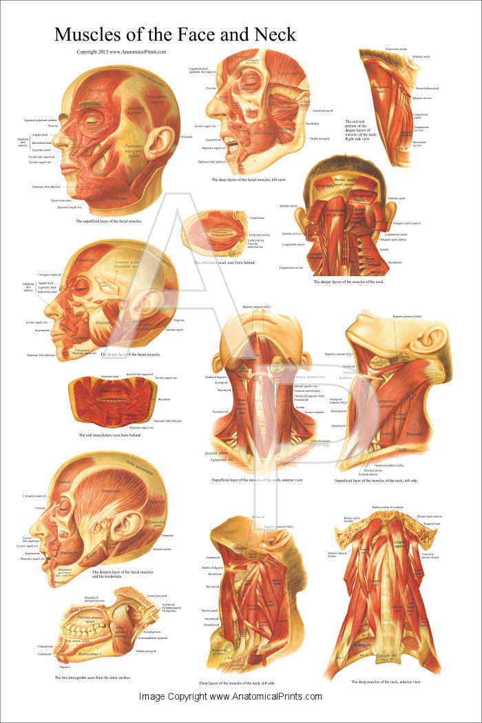 Muscles of the Head and Neck Poster 24 x 36