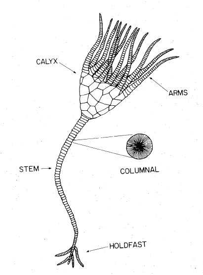 Image result for crinoid anatomy