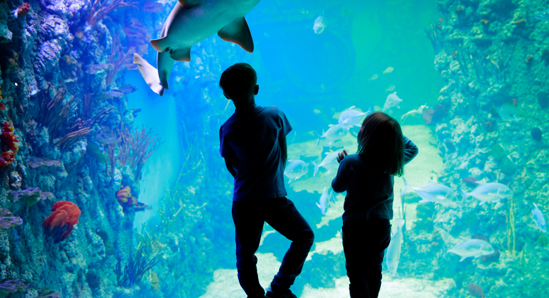 7 Places to Visit Aquatic Animals