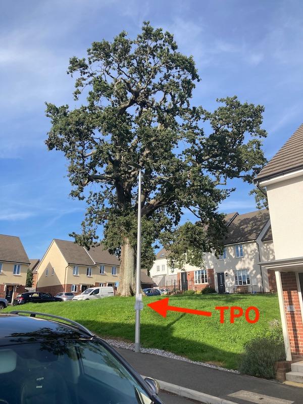 Unlawful work to TPO'd tree Trees and the Law Arbtalk The Social