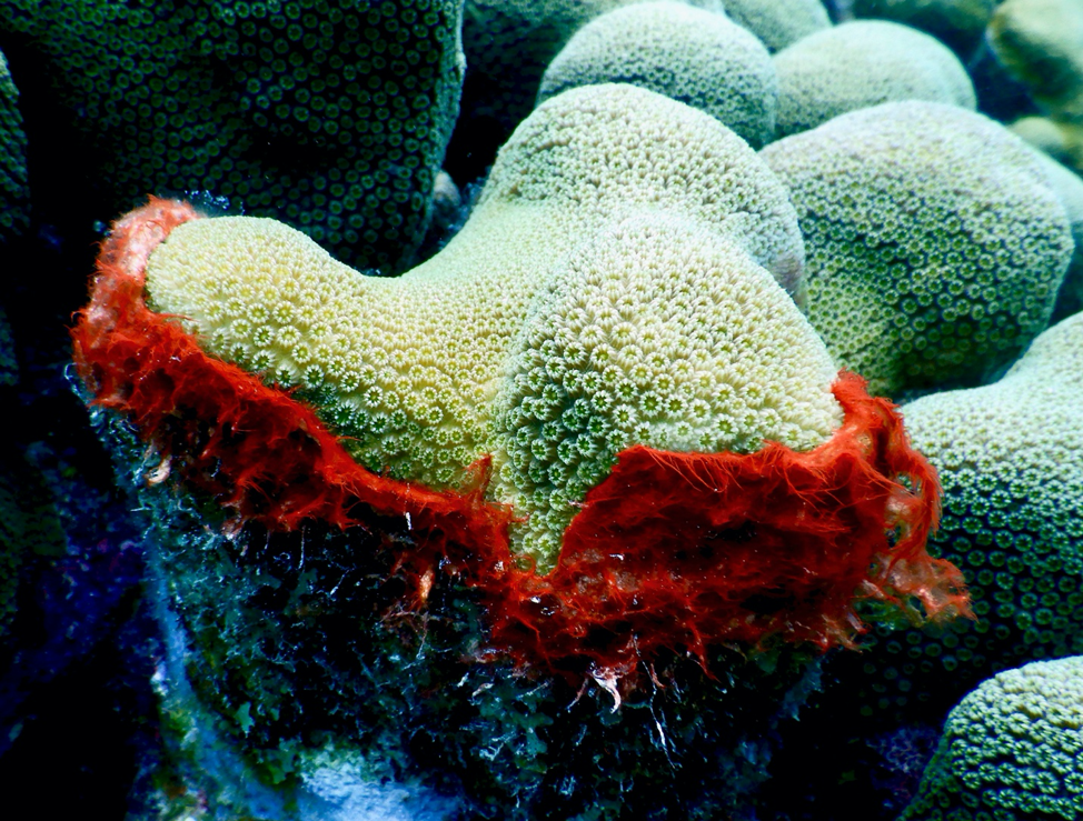 Blue Green Algae In Coral Reefs