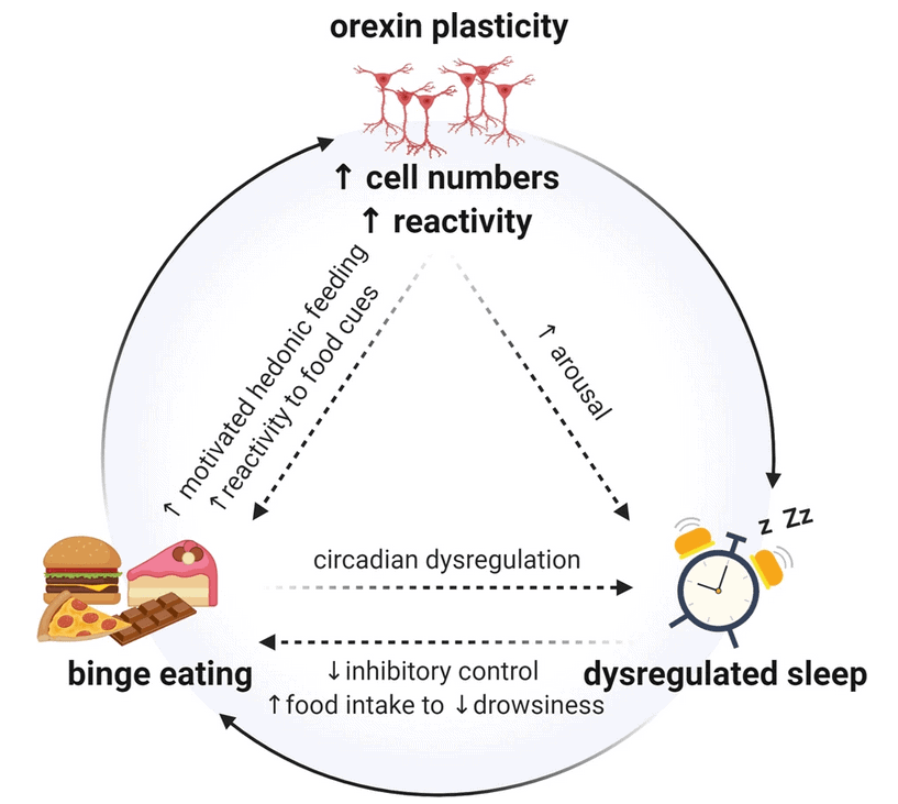 How Binge Eating affects our mental and physical health (Part 1) D