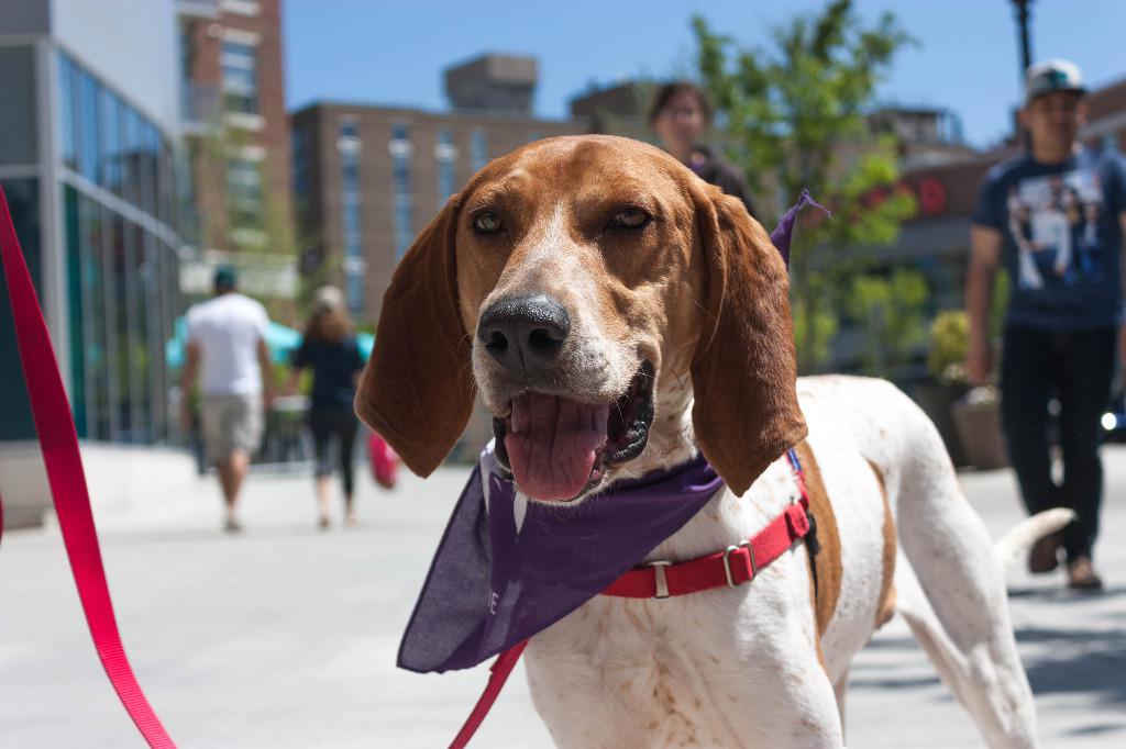 DC PAWS Rescue dogs, cats animal rescue in Washington DC