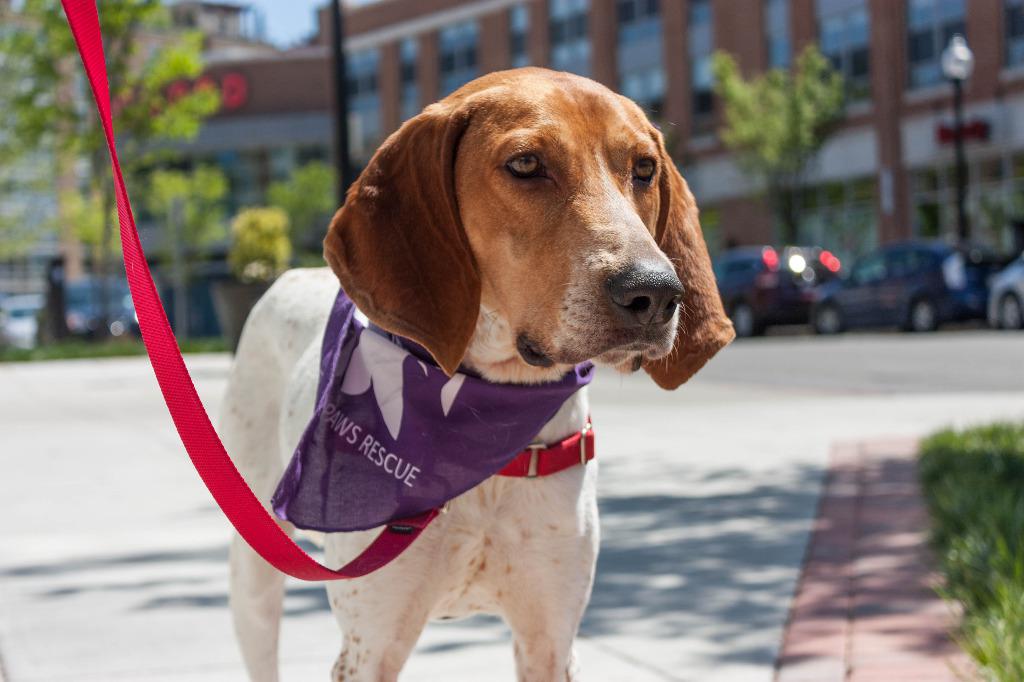 DC PAWS Rescue dogs, cats animal rescue in Washington DC
