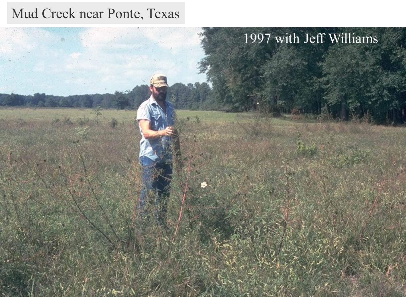 Hibiscus dasycalyx Saving the Neches River Rose Mallow Dave Creech