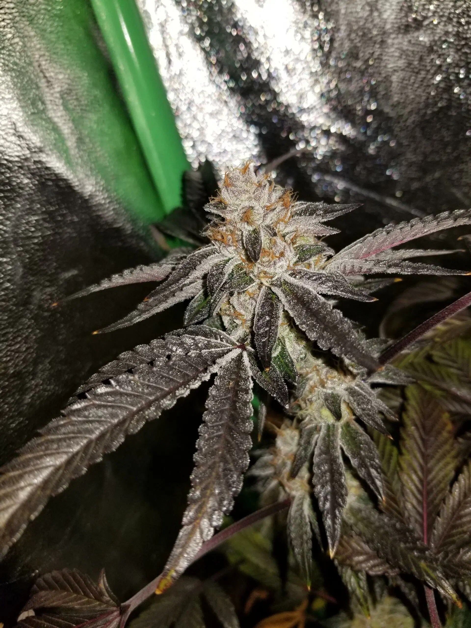 09' Animal Cookies x LA Pure Kush F1 7 Feminized Seeds DCSE