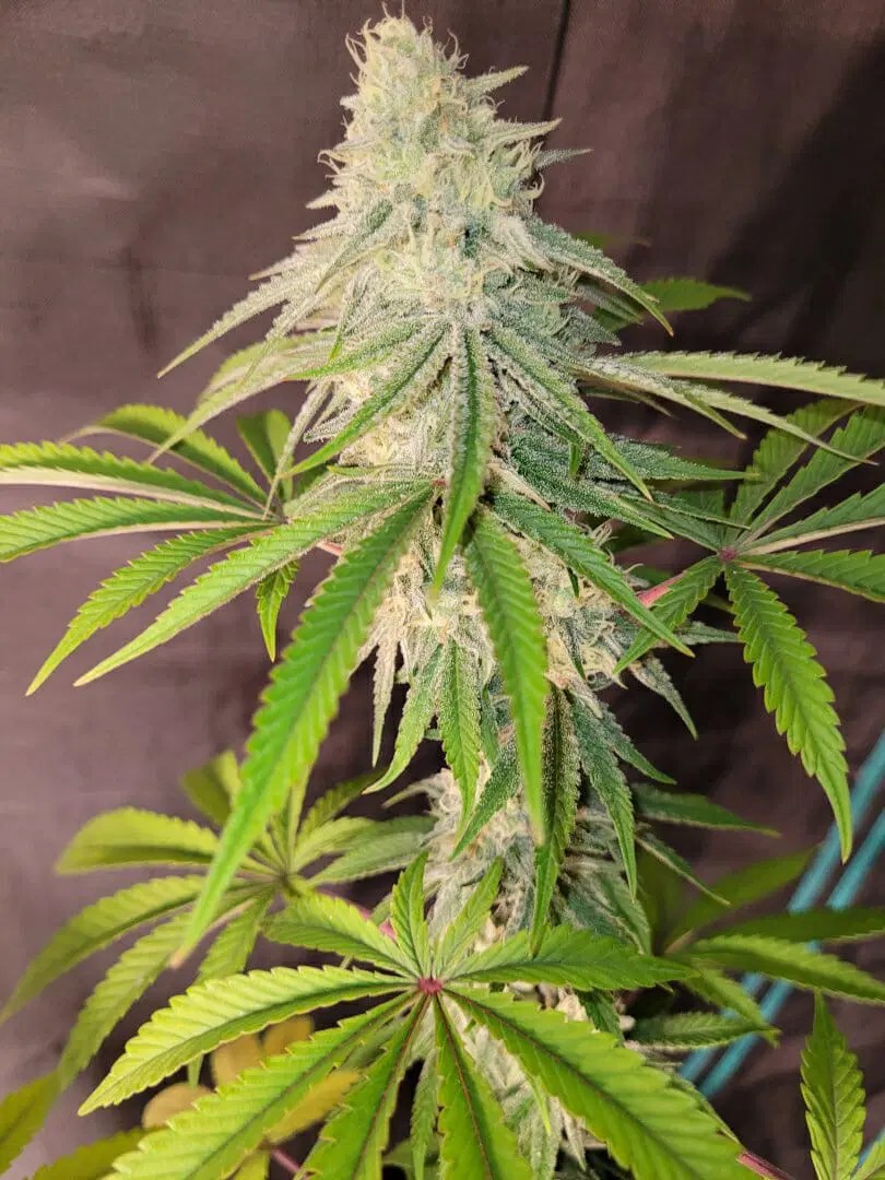 Blue Guava F1 (Blueberry Hash Plant x Guava Melt) 6 Feminized Seeds DCSE