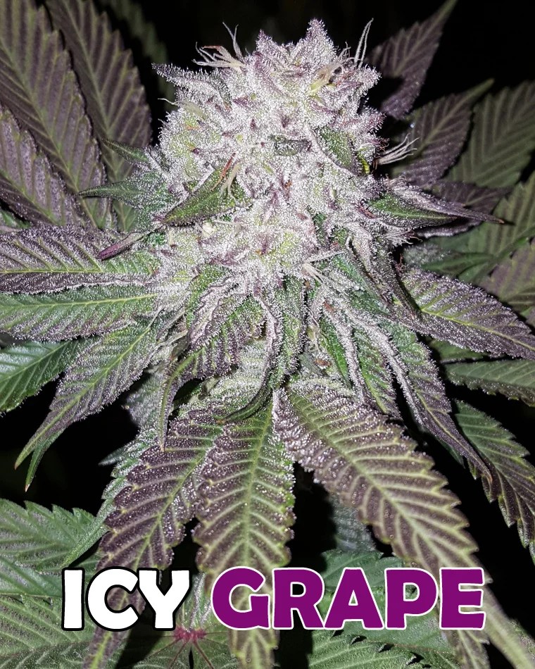 Icy Grape F2 (Purple Skittles x 1996 Black Domina) 10 Regular Seeds DCSE