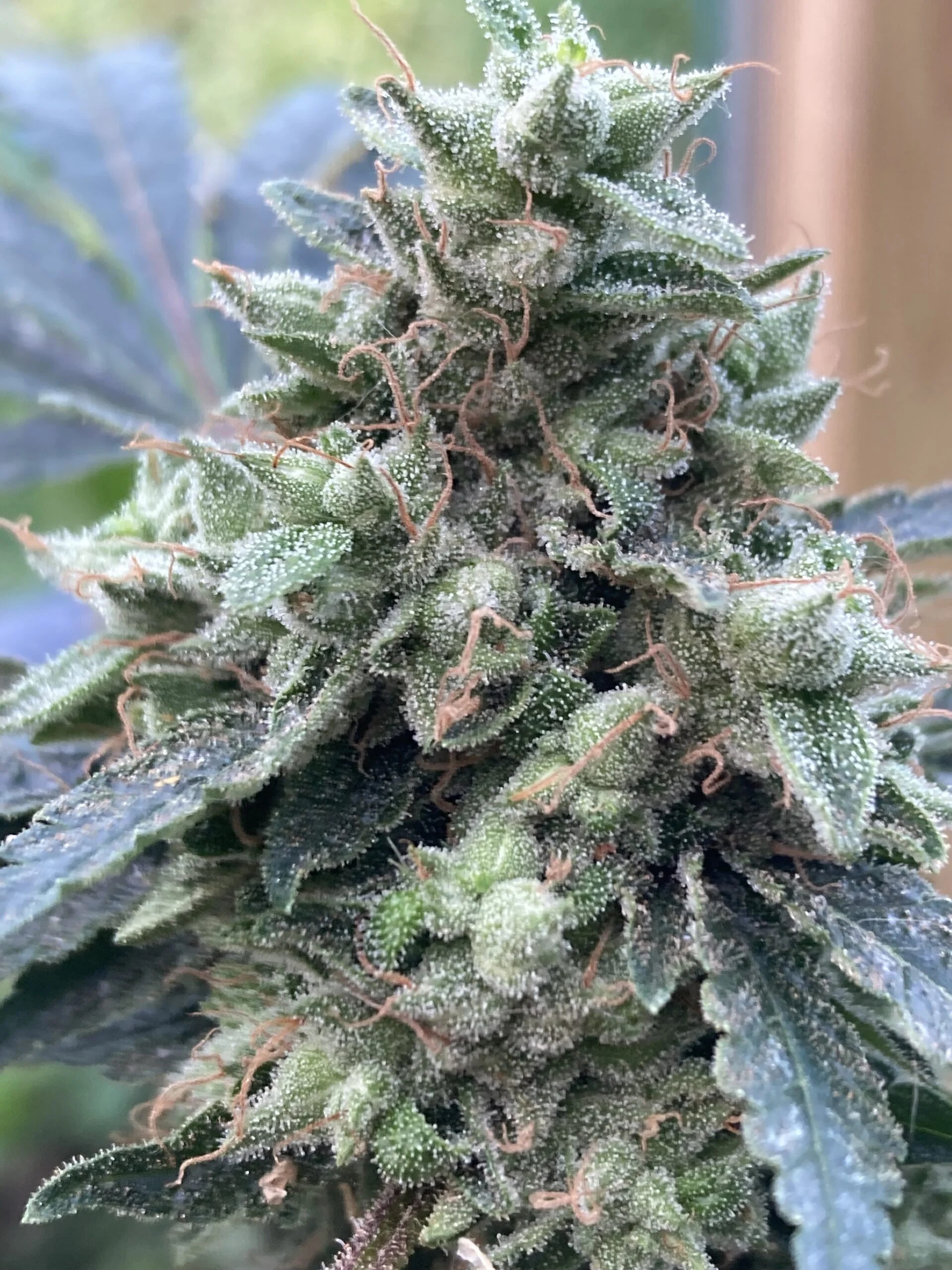 GlueChee F1 (GG4 x Cheese) 10 Regular Seeds DCSE
