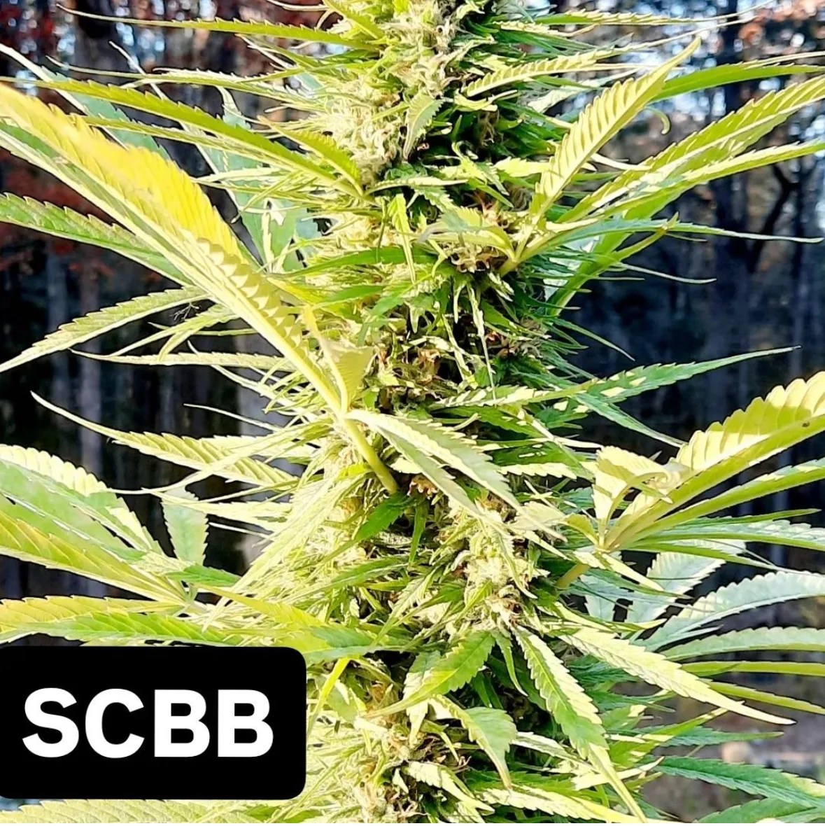 Salmon Creek Big Bud 10 Regular Seeds DCSE