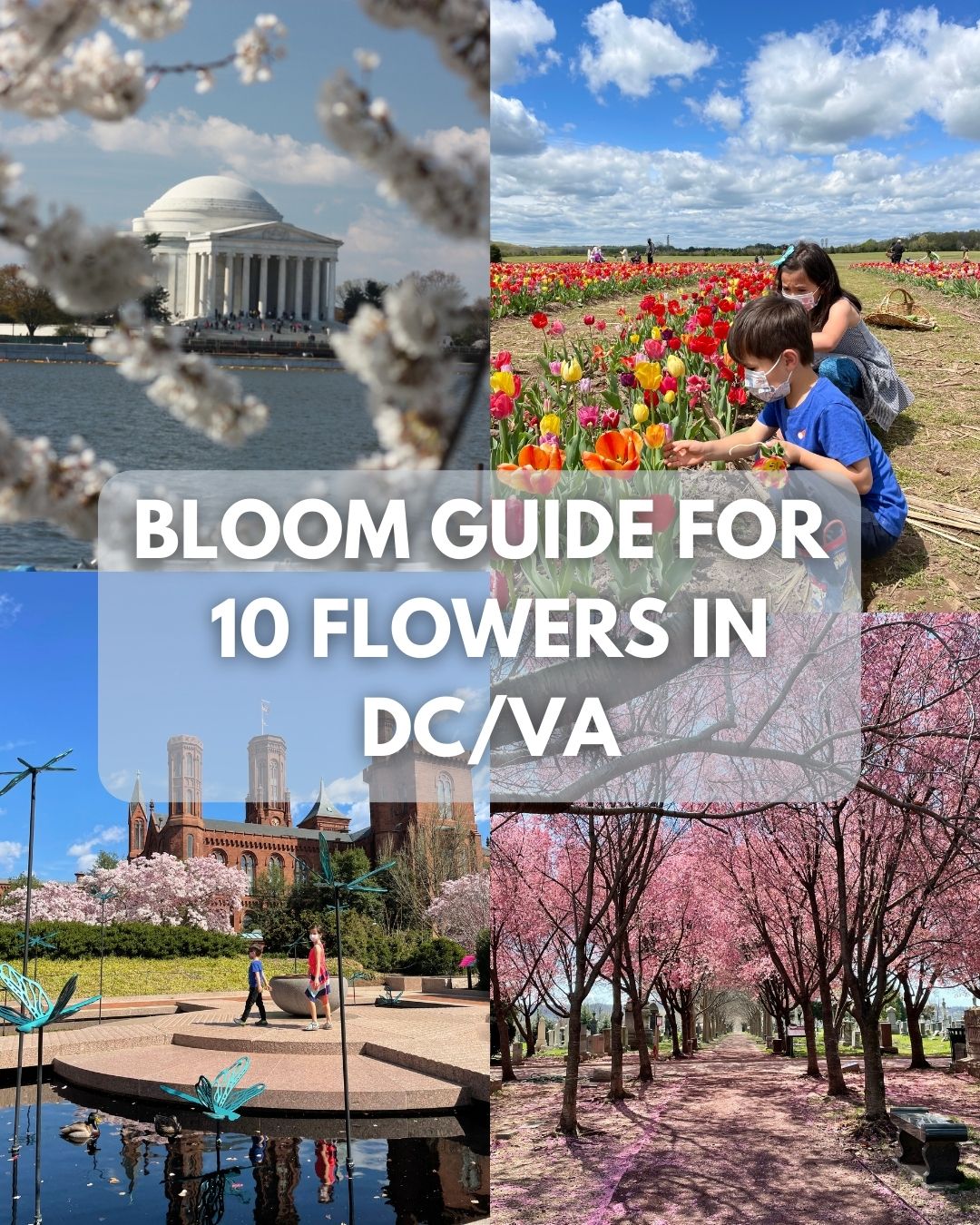 Flowers in DC! Where and when for 10 Blooms in 2024