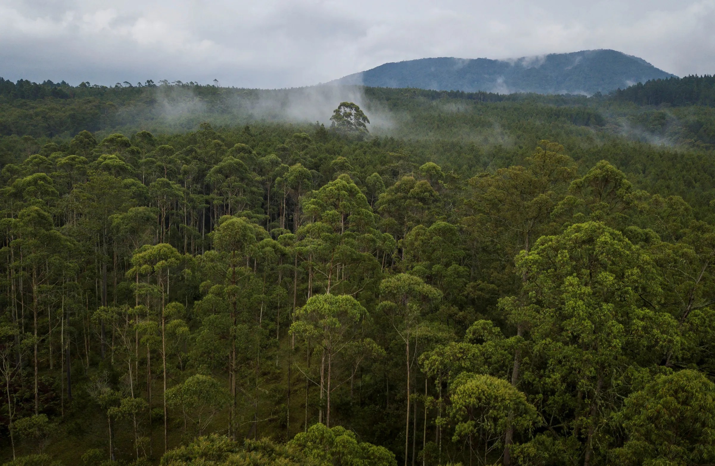 Will Indonesia's new forest pact with Norway drive more funding? Context