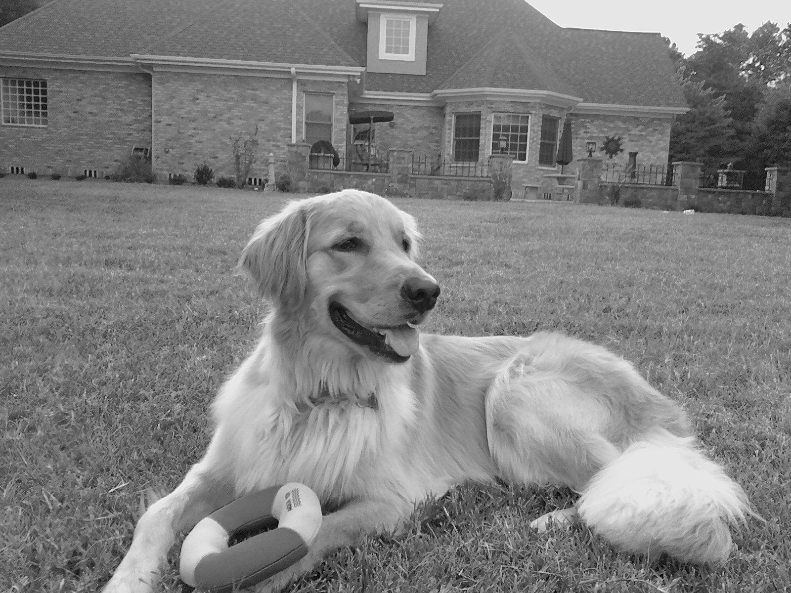 Gallery D & D Goldens