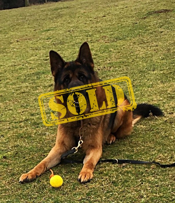 Trained Dogs For Sale DDR Guard Dogs