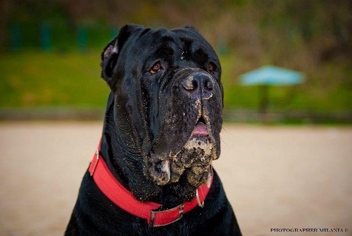 ROY // Cane Corso 8 Months Old DDR Guard Dogs