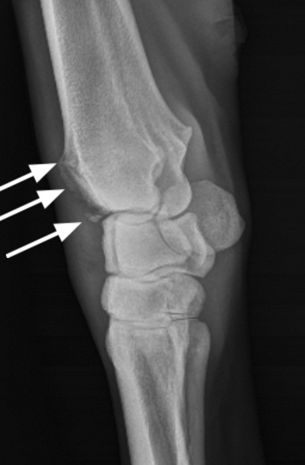 New Solutions for Old Joints Darling Downs Vets
