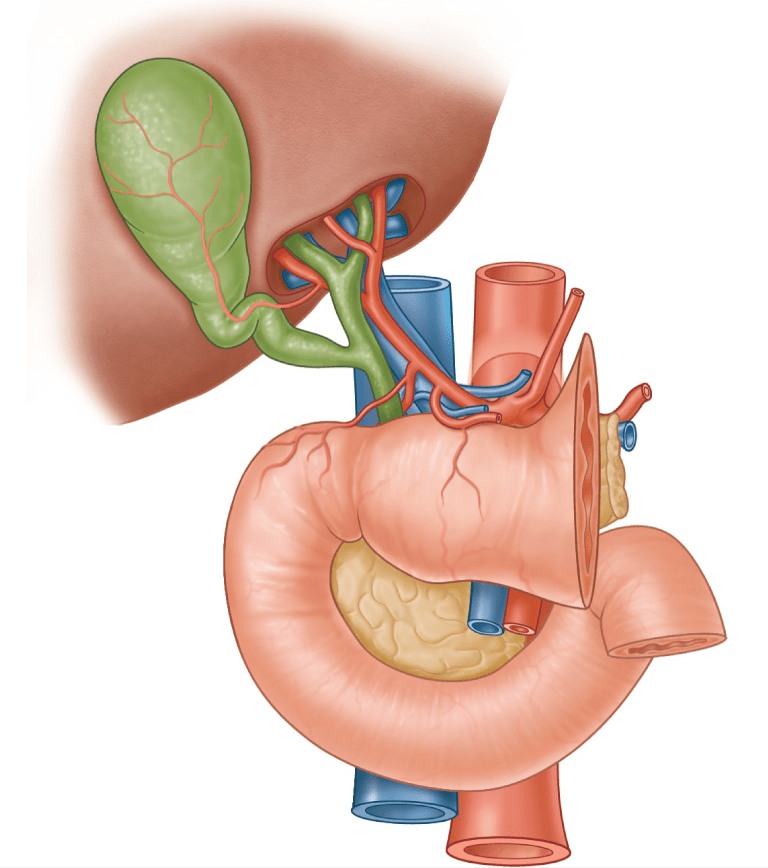 Differential Diagnosis of Hyperbilirubinemia