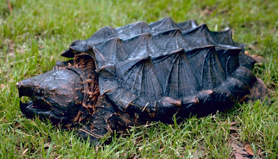 Alligator Snapping Turtle State of Tennessee, Wildlife.