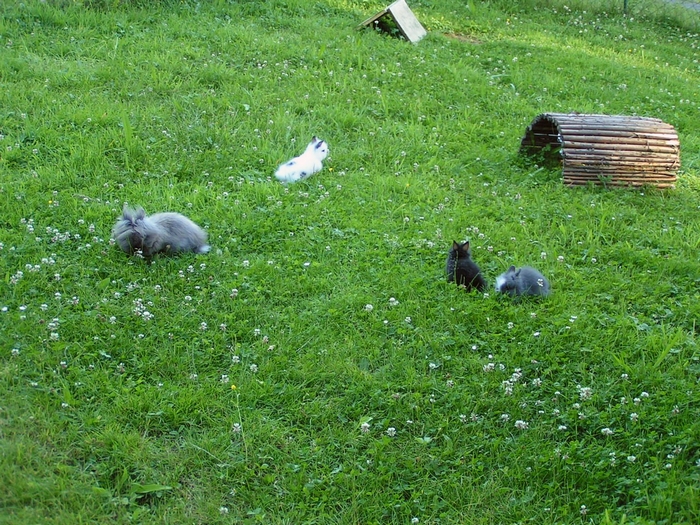 Hauskaninchen