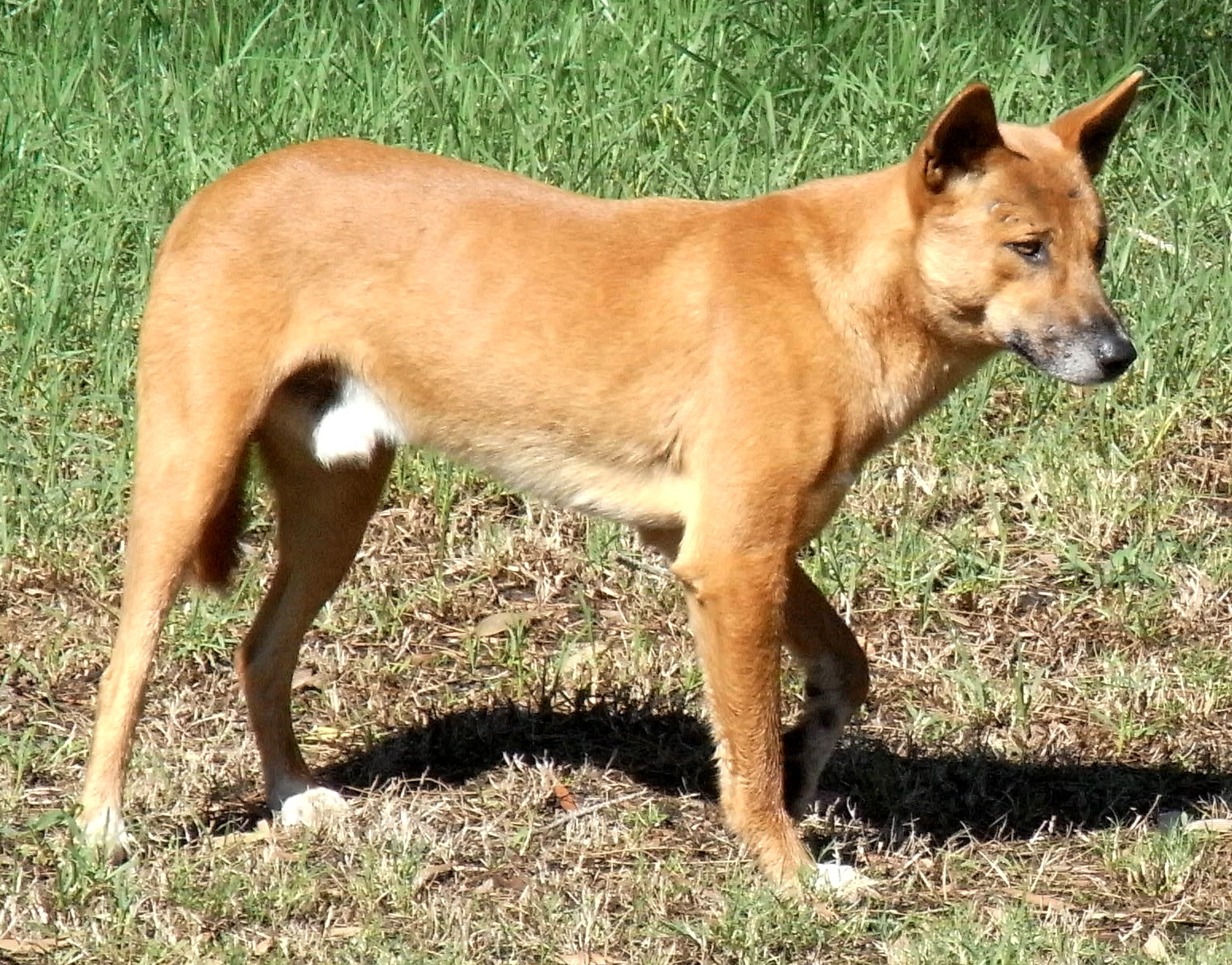 Canis lupus dingo