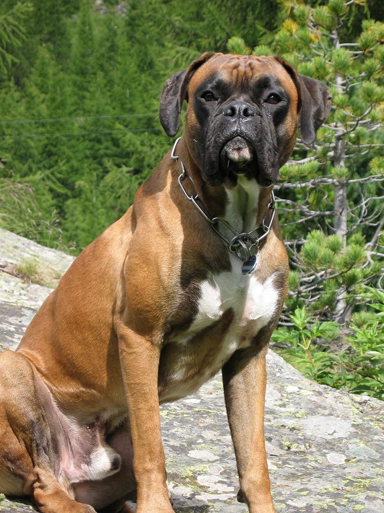 Boxer (Hund)