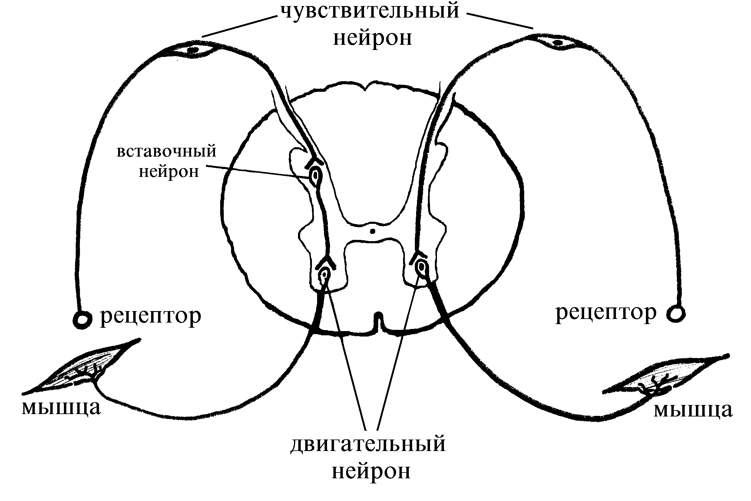 нарисовать рефлекторную дугу