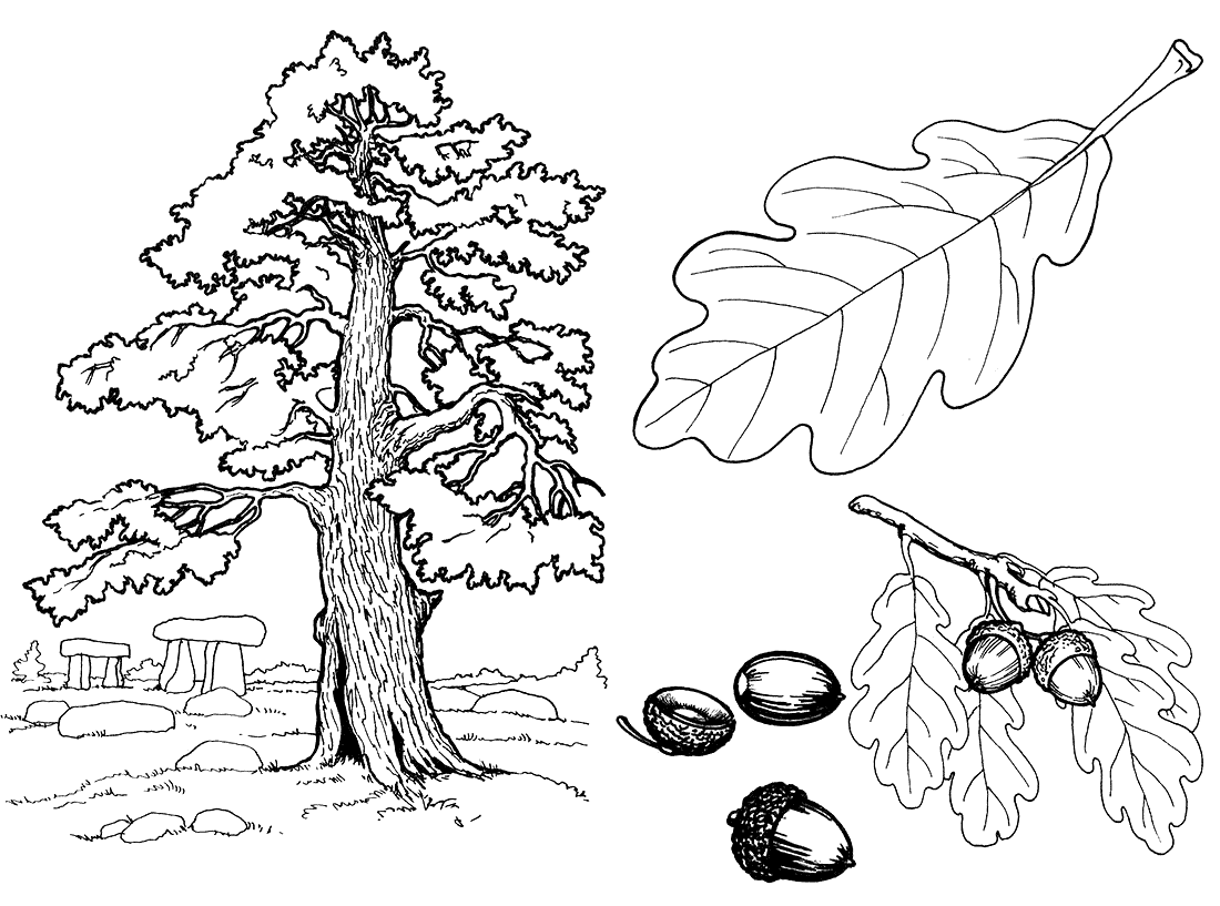 Malvorlagen Eiche