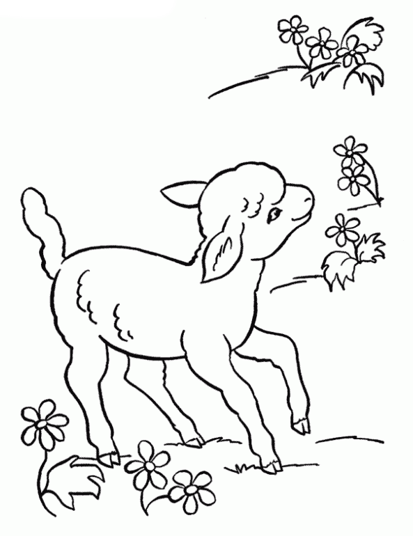 Malvorlagen Lustige Schafe