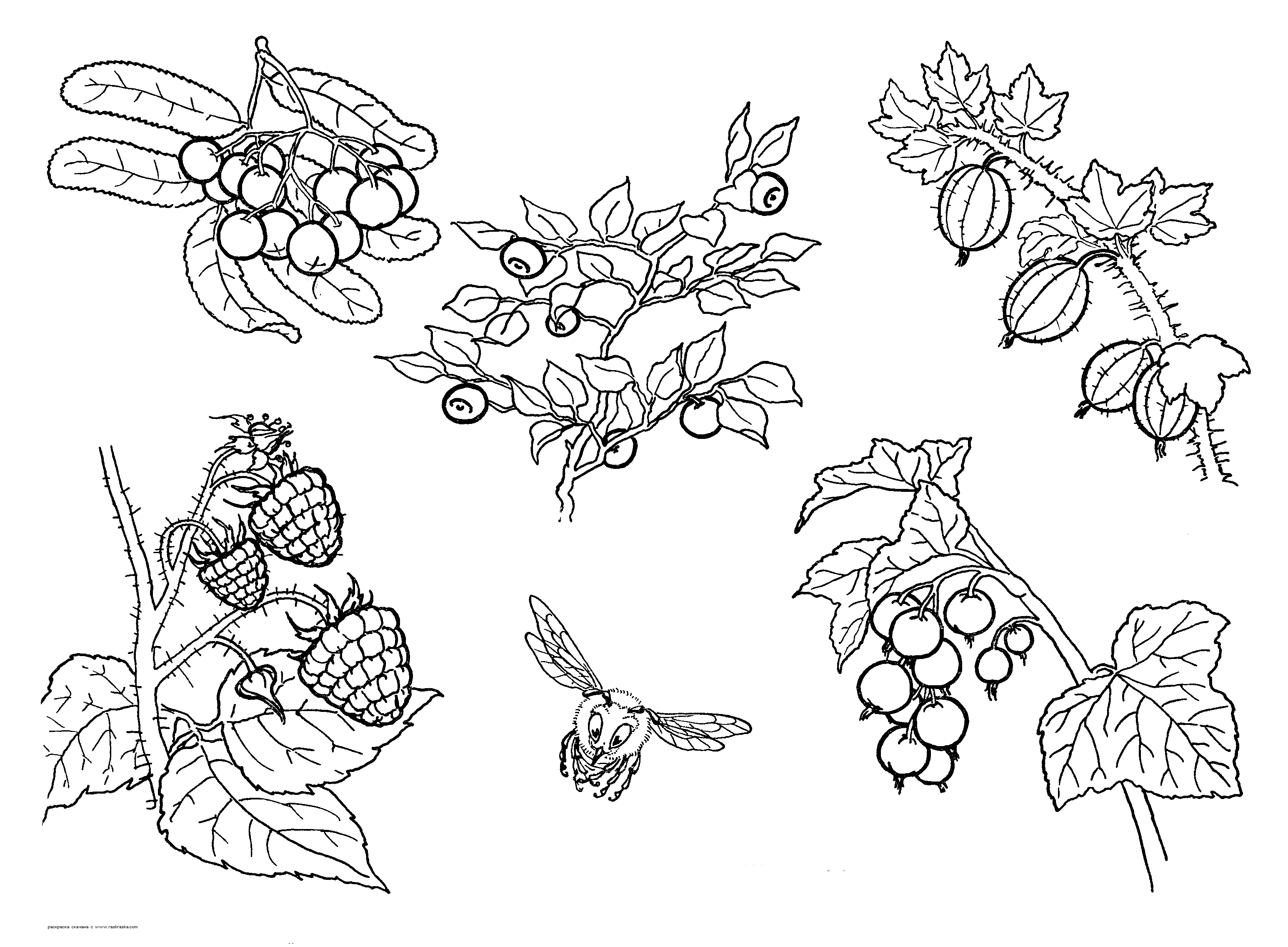 Malvorlagen Verschiedenen Beeren