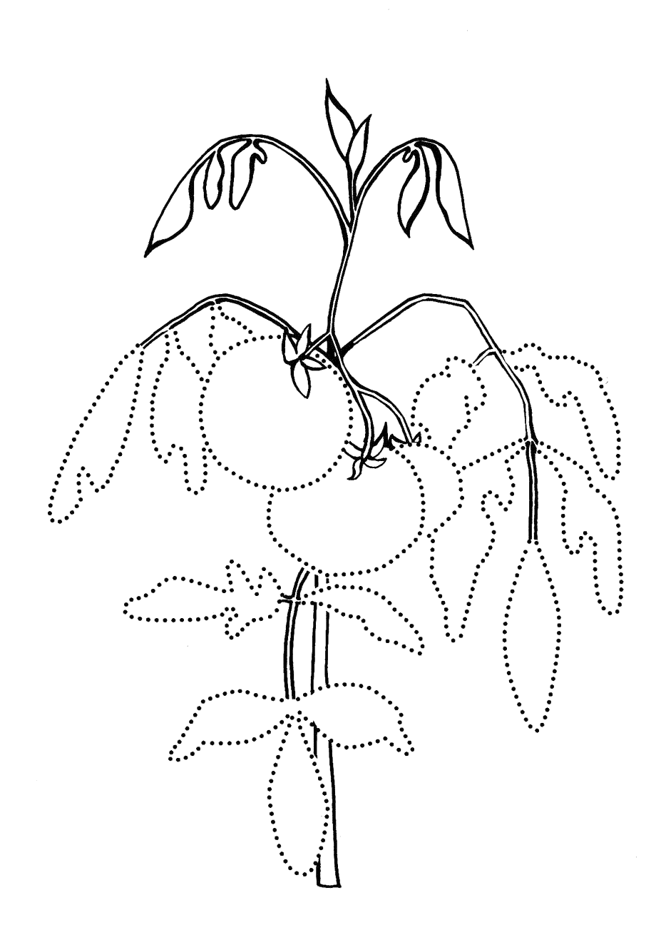 Malvorlagen Tomaten auf den Garten Bett