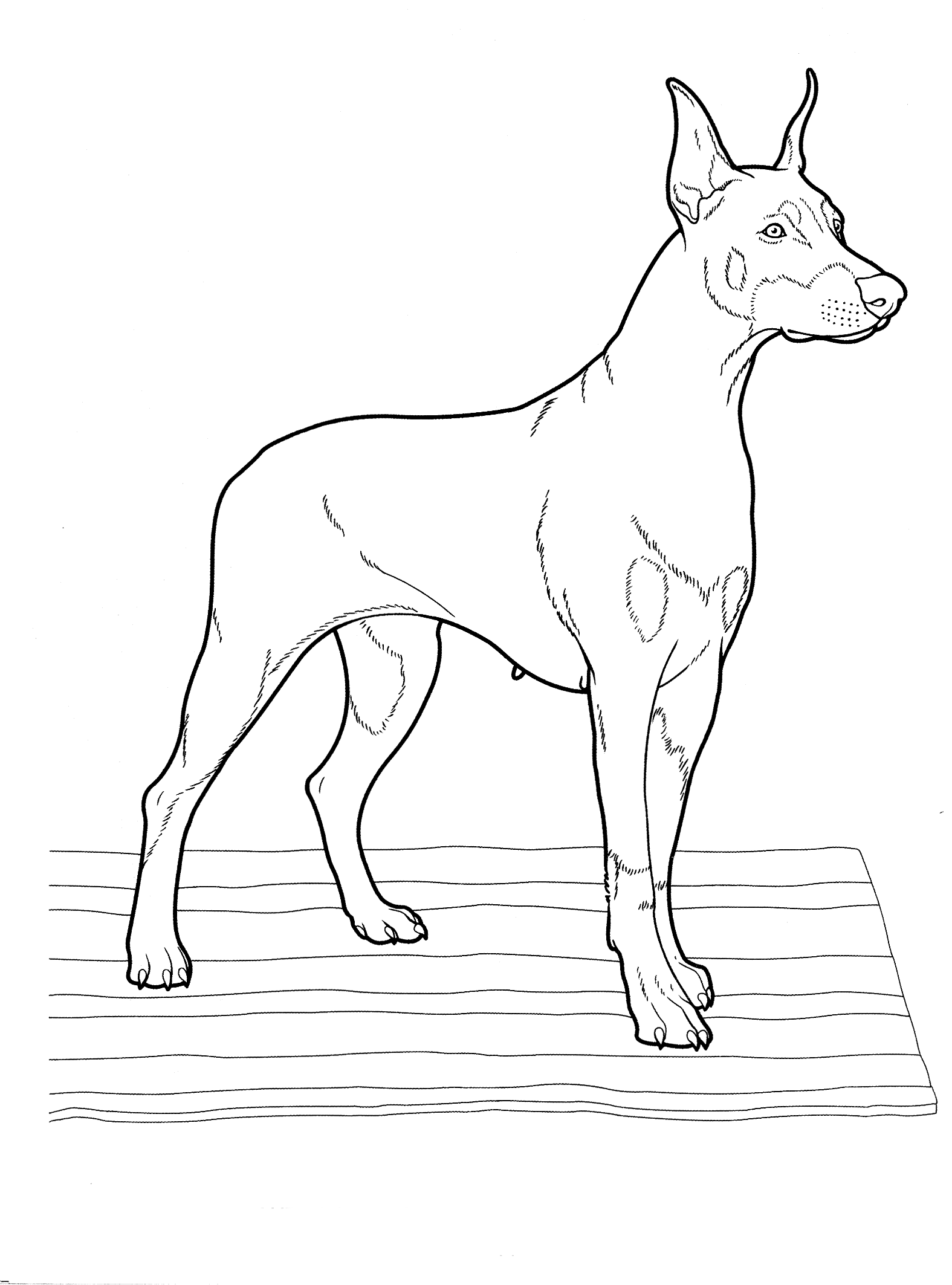 Malvorlagen Dobermann