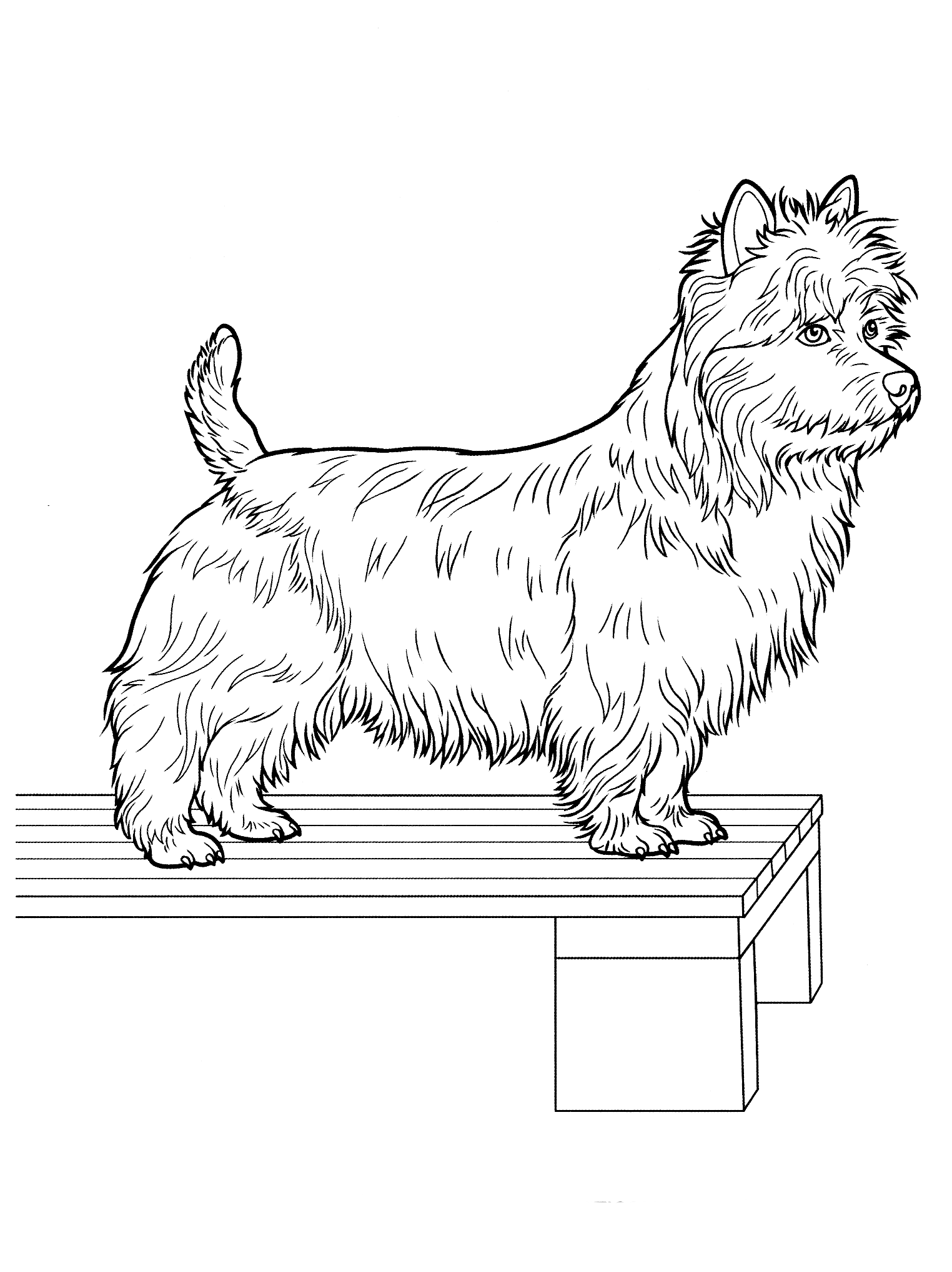 Malvorlagen Yorkshire Terrier