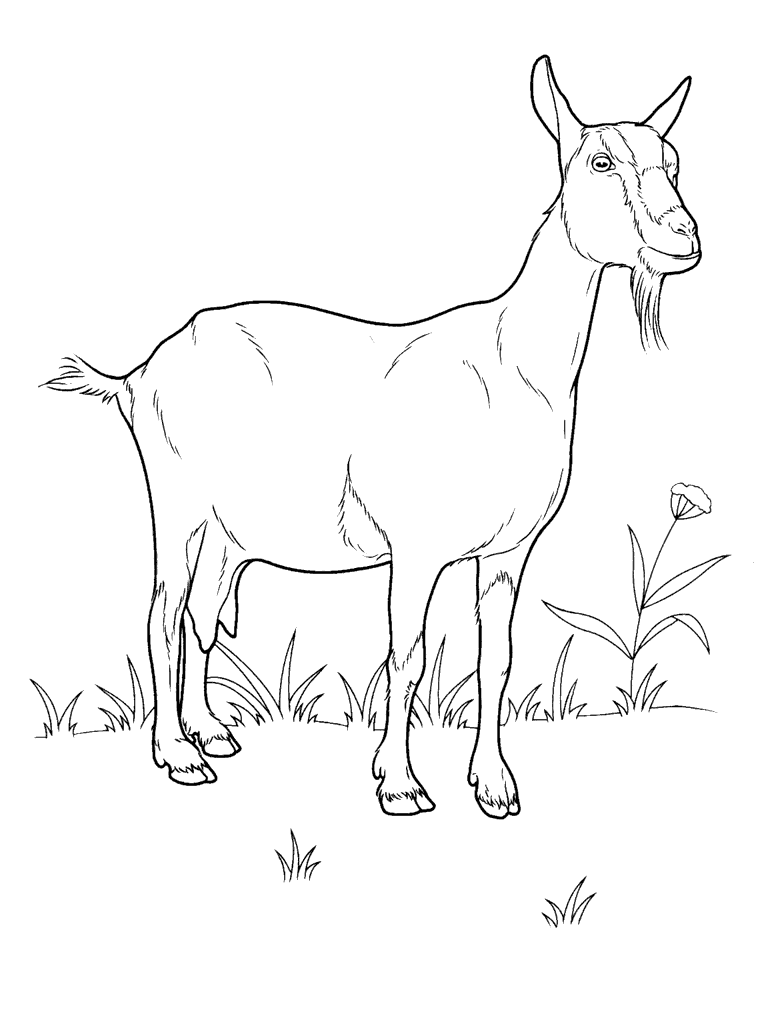 Malvorlagen Ziege auf der Wiese