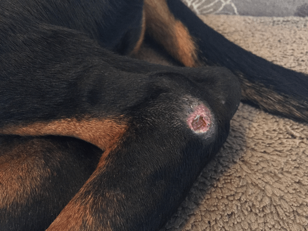 für Hunde Druckstellen