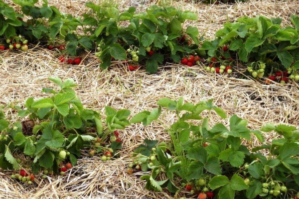 Wie man eine gute Ernte von Erdbeeren erhält wie man den