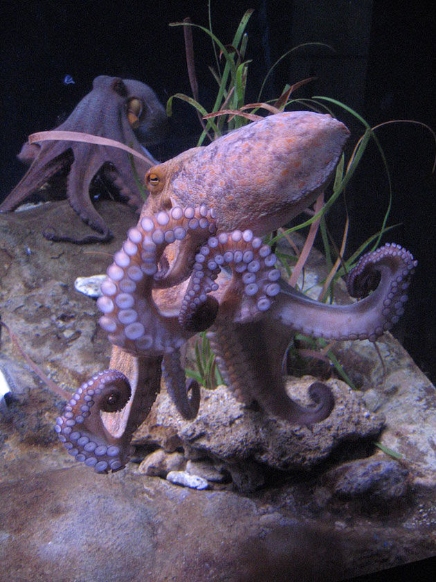 Oktopus Haben Kraken außerirdische Fähigkeiten, weil sie